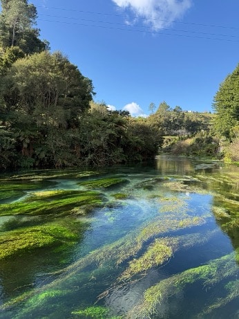 Blue Springs, Neuseeland – Einer der beeindruckendsten Orte meines Roadtrips.