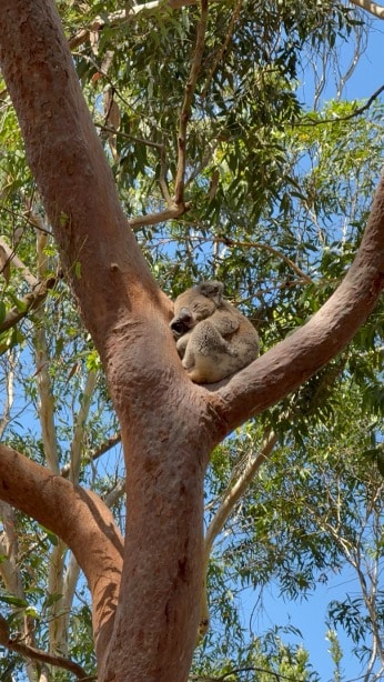 Koala in freier Wildbahn – Eine unvergessliche Begegnung mit Australiens Tierwelt.