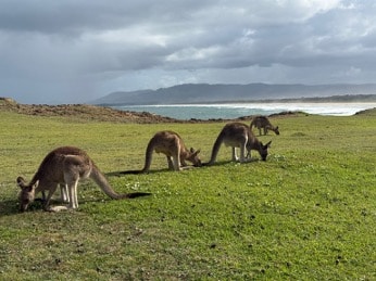 Kängurus am Strand – look at me now headland