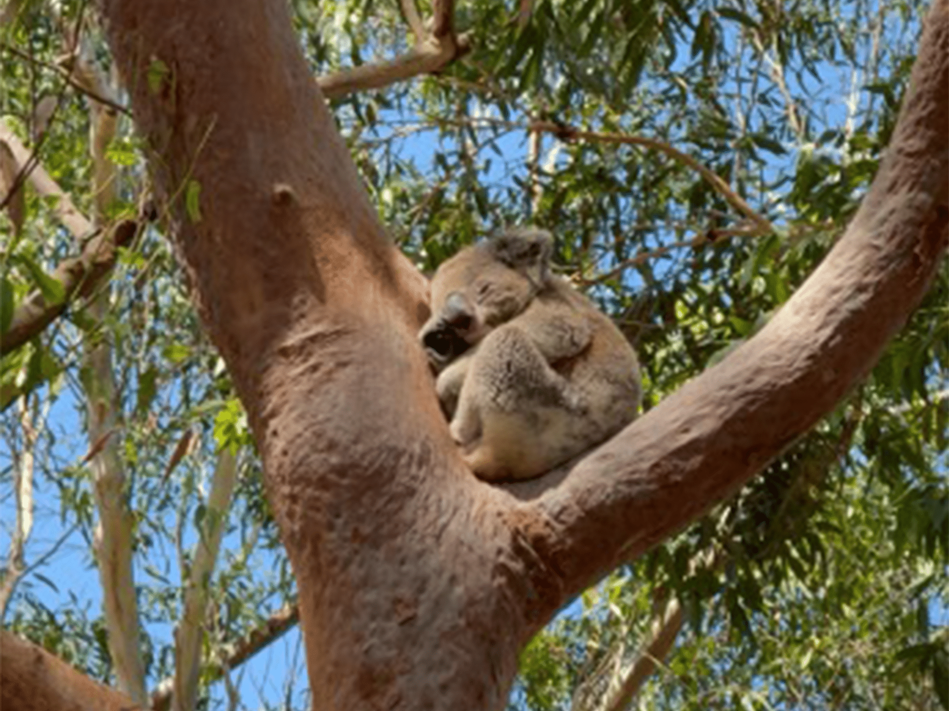 Koala-Bären in Sydney
